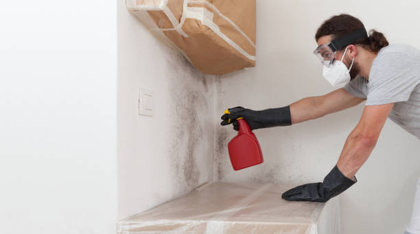 Professional Basement Mold Remediation technician working in Windsor, CO