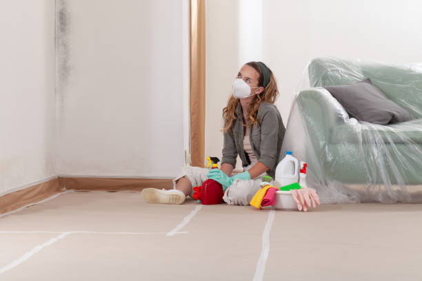 Reliable Basement Mold Remediation contractor in Windsor, CO by Mold Remediation HQ